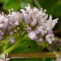 Neanotis nummularia (Arn.) W.H.Lewis